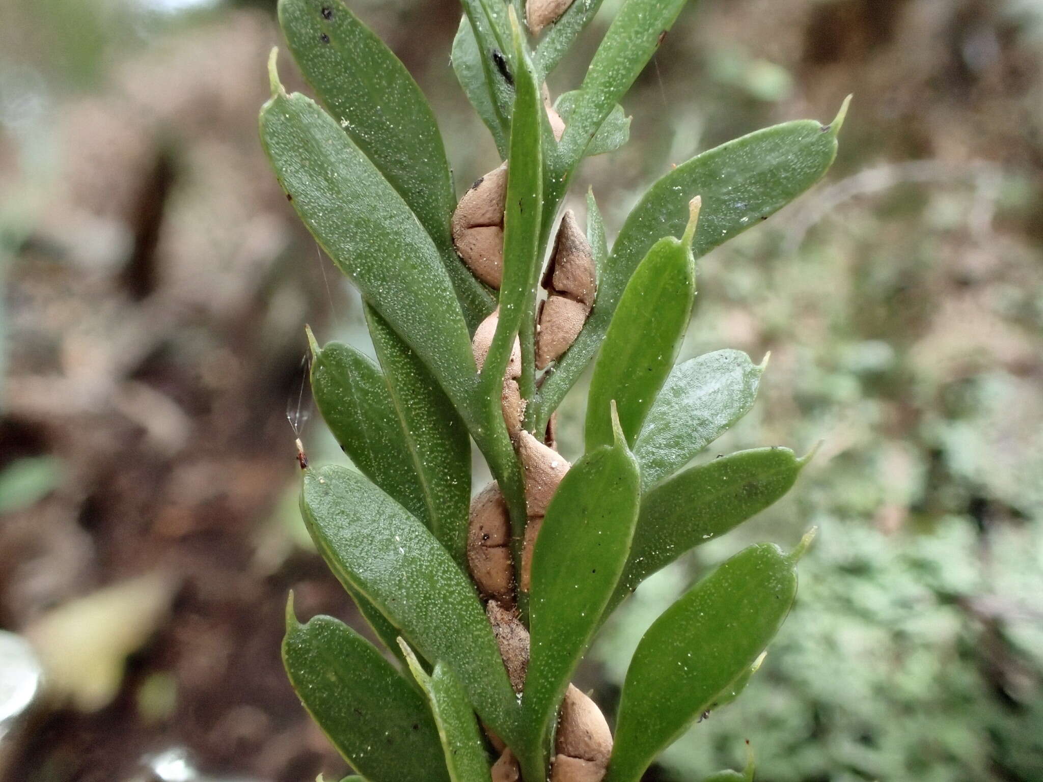 Image of Tmesipteris tannensis (Spreng.) Bernh.