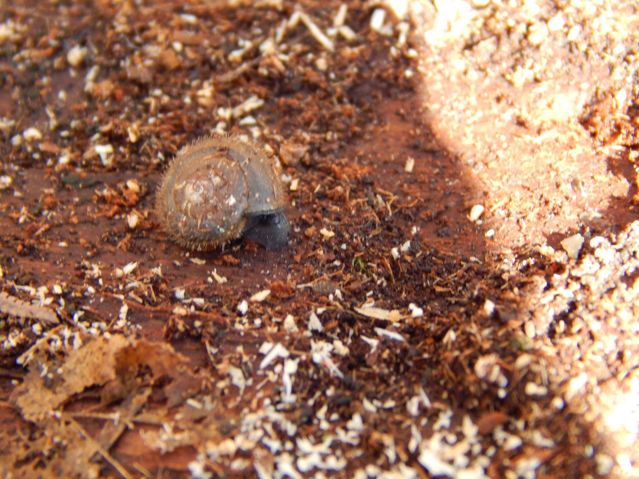 Image of mask snail