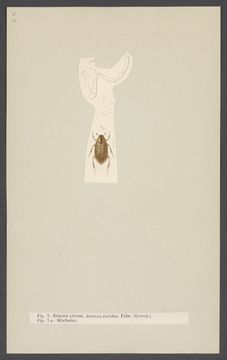 Image of Berosus