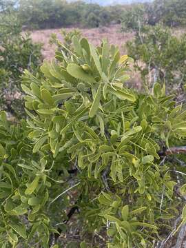 Image of Narrow-leaved mustard tree