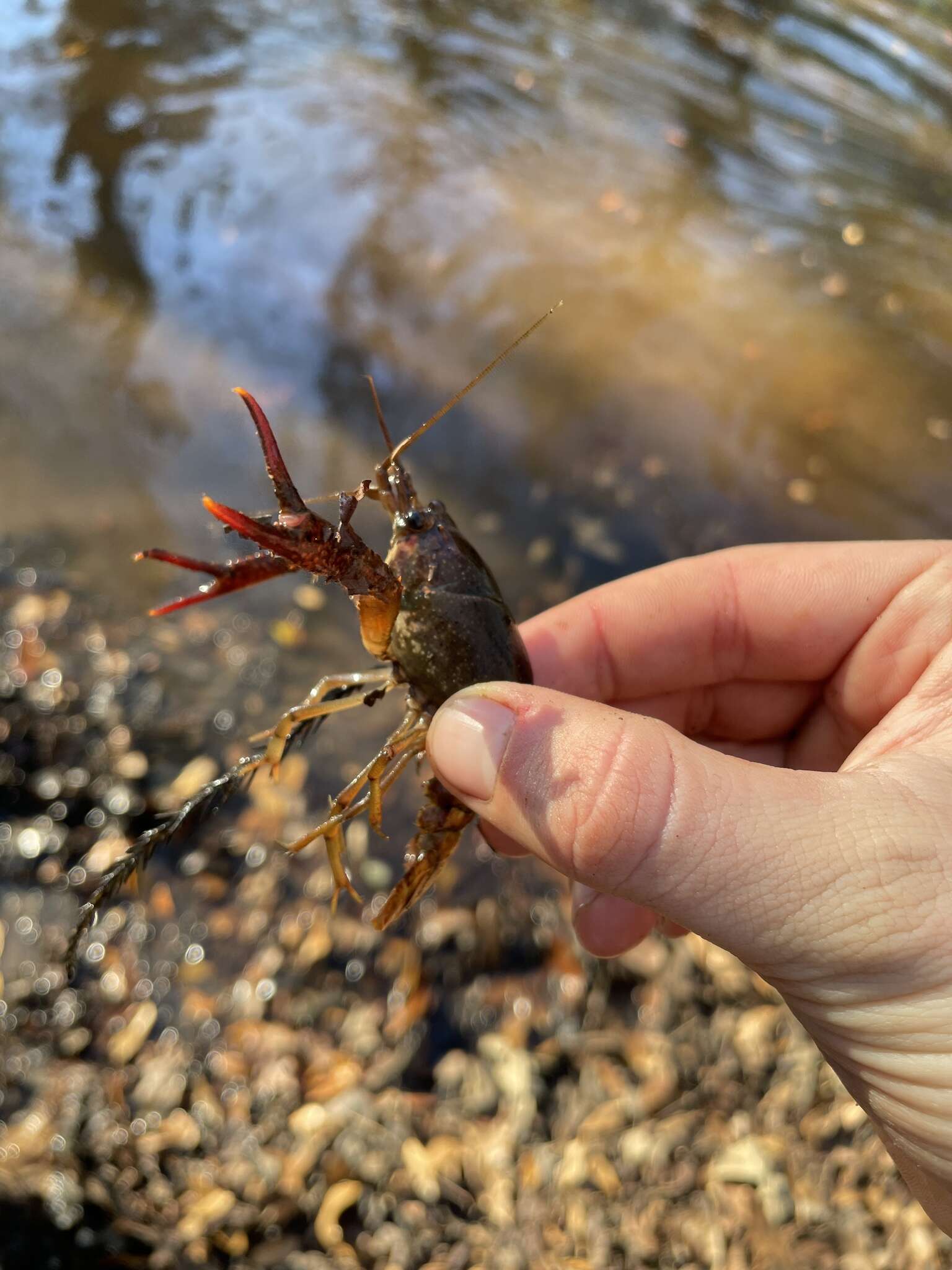 Image of Procambarus paeninsulanus (Faxon 1914)