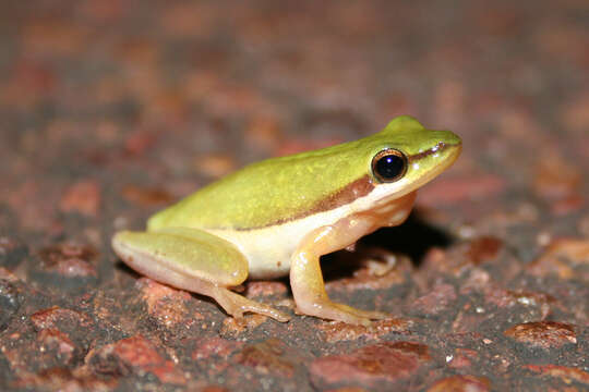 Image of Green Reed Frog