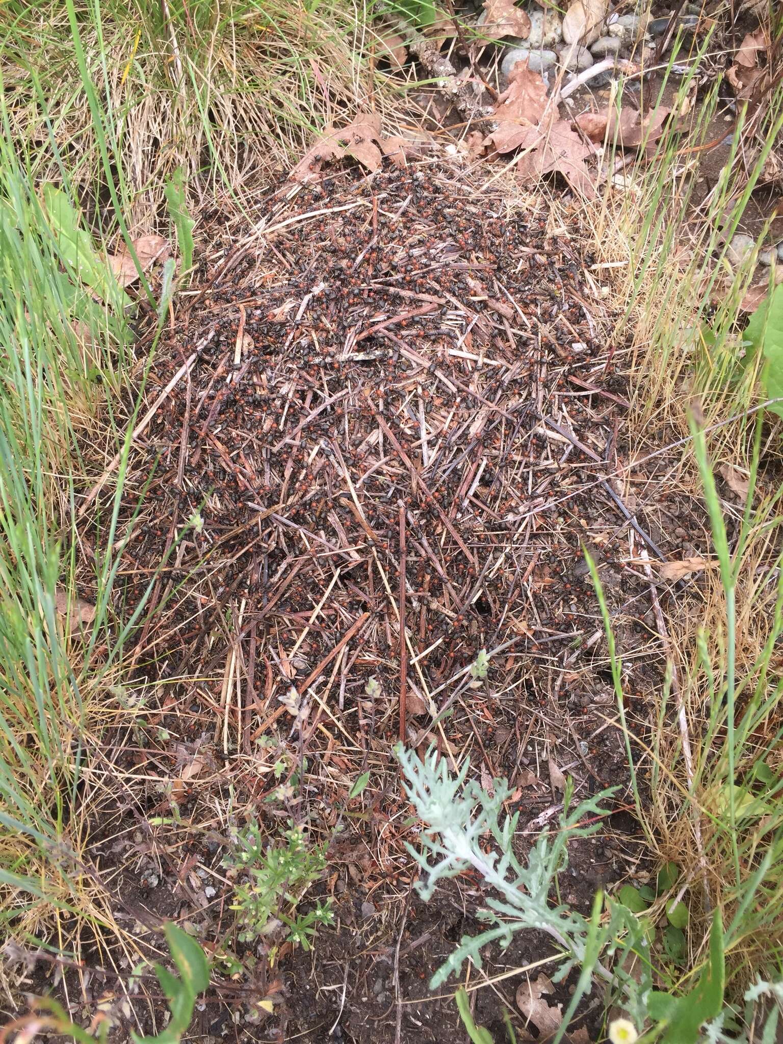 Image of Thatching ant