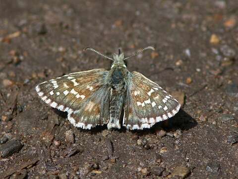 Image of large grizzled skipper