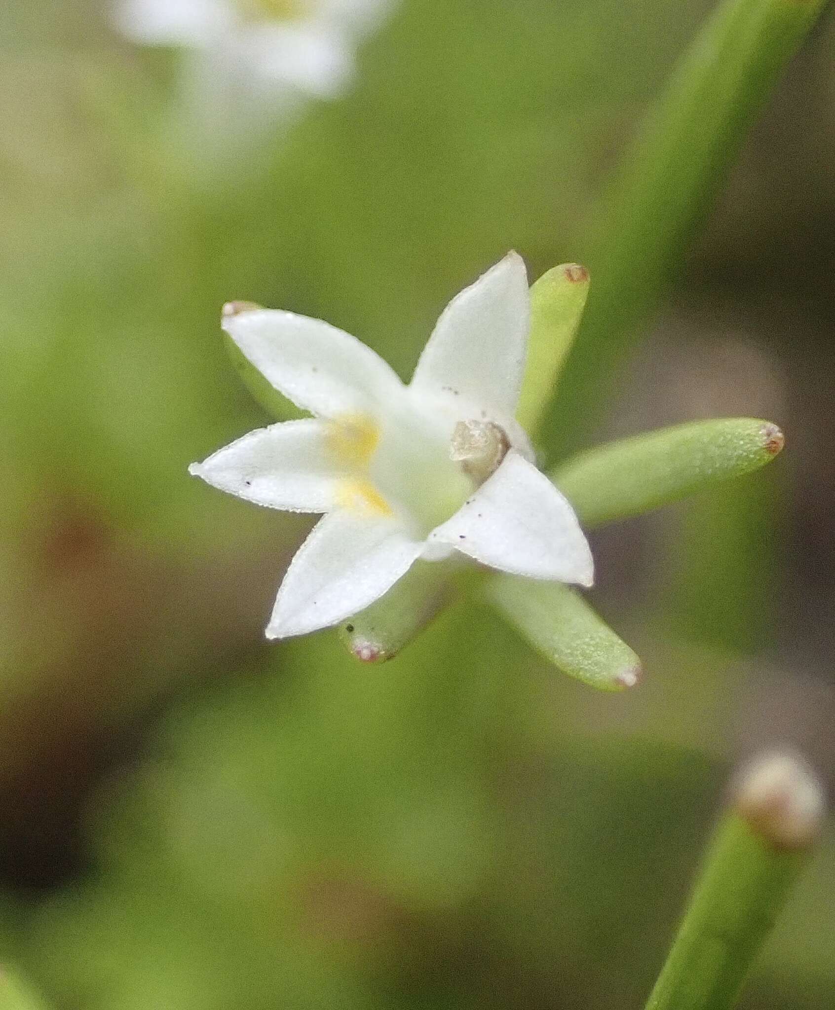 Image of Dwarf Calico-Flower