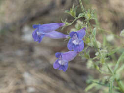 Plancia ëd Penstemon laetus subsp. leptosepalus (Greene ex Gray) D. D. Keck