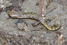 Image of Mount Lyell Salamander