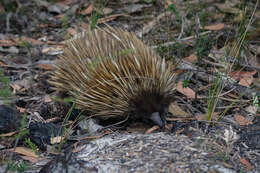 Image of Short-beaked Echidna