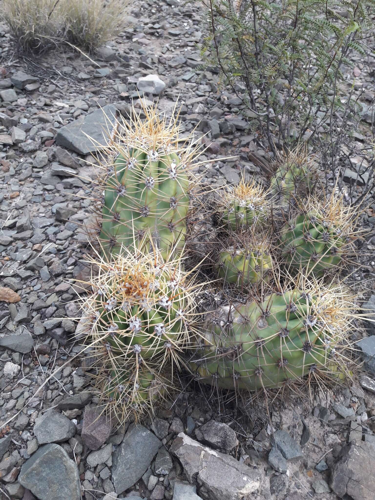 Echinopsis candicans (Gillies ex Salm-Dyck) D. R. Hunt的圖片