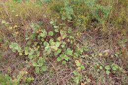 Image of Texas burstwort