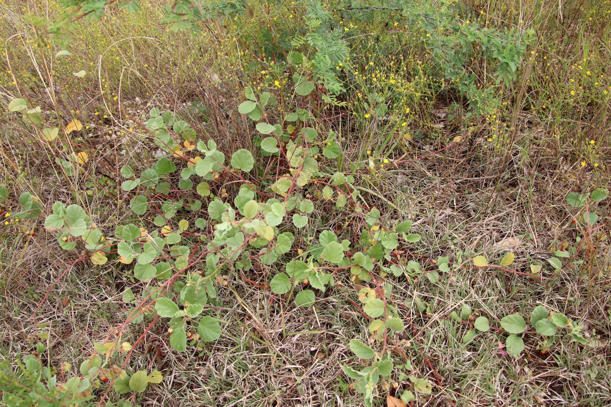 Image of Texas burstwort