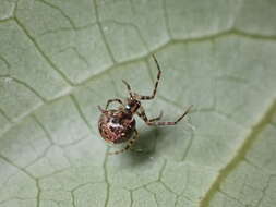 Image of Theridion zantholabio Urquhart 1886