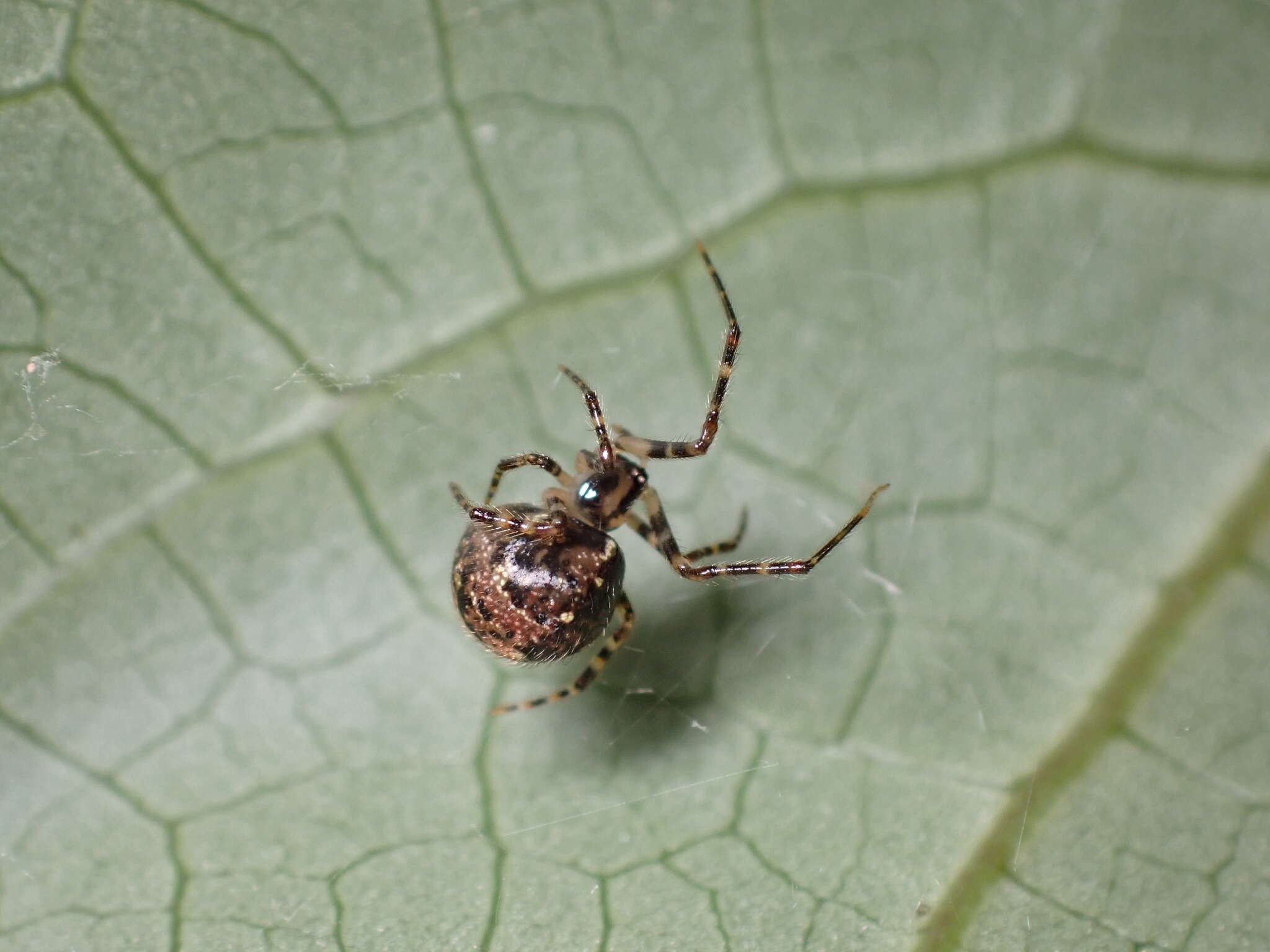 Image of Theridion zantholabio Urquhart 1886