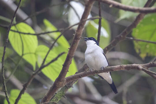 Слика од Nigrita fusconotus Fraser 1843