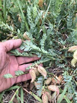 Image of Egg Milkvetch