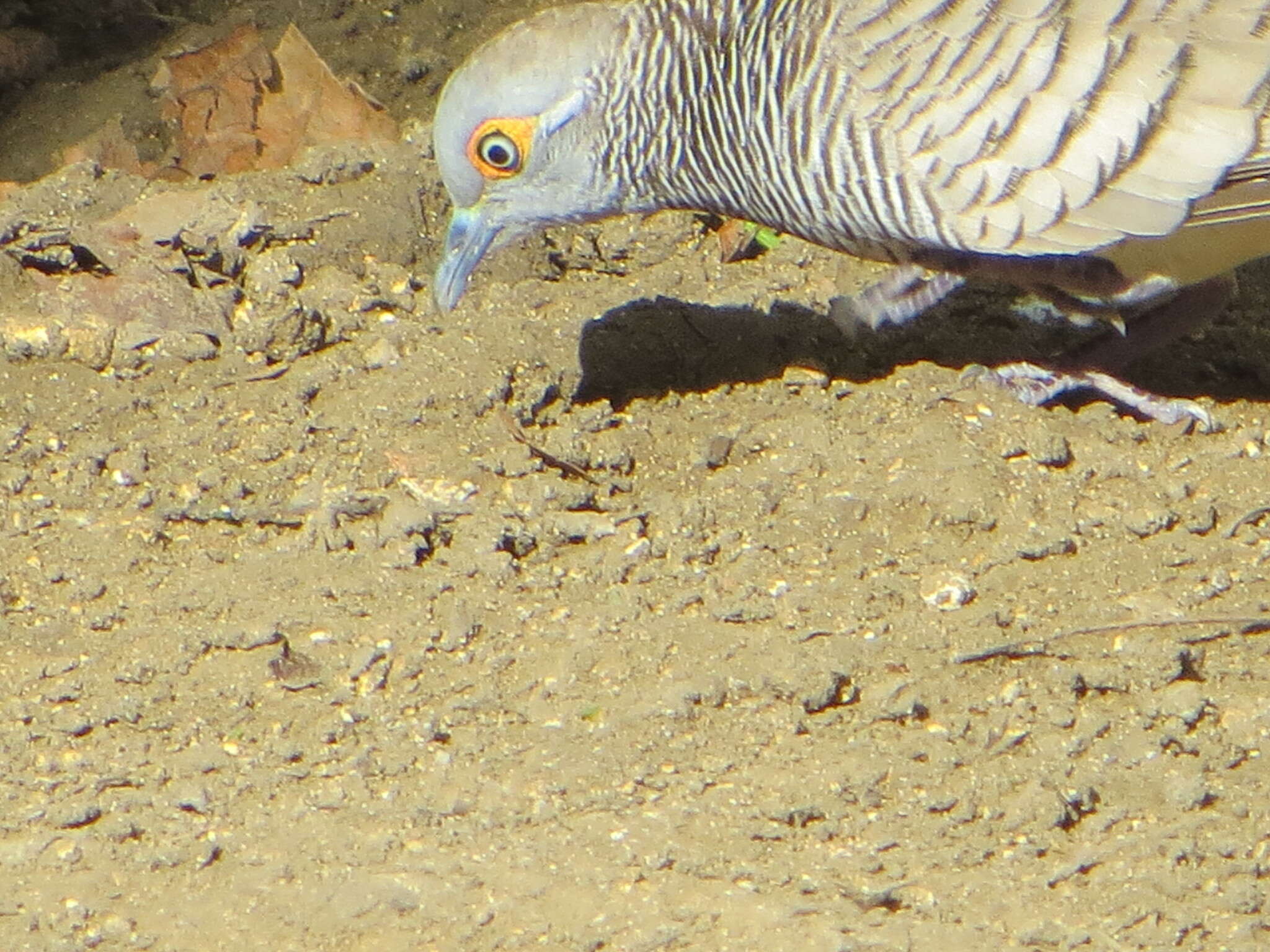 Image of Barred Dove