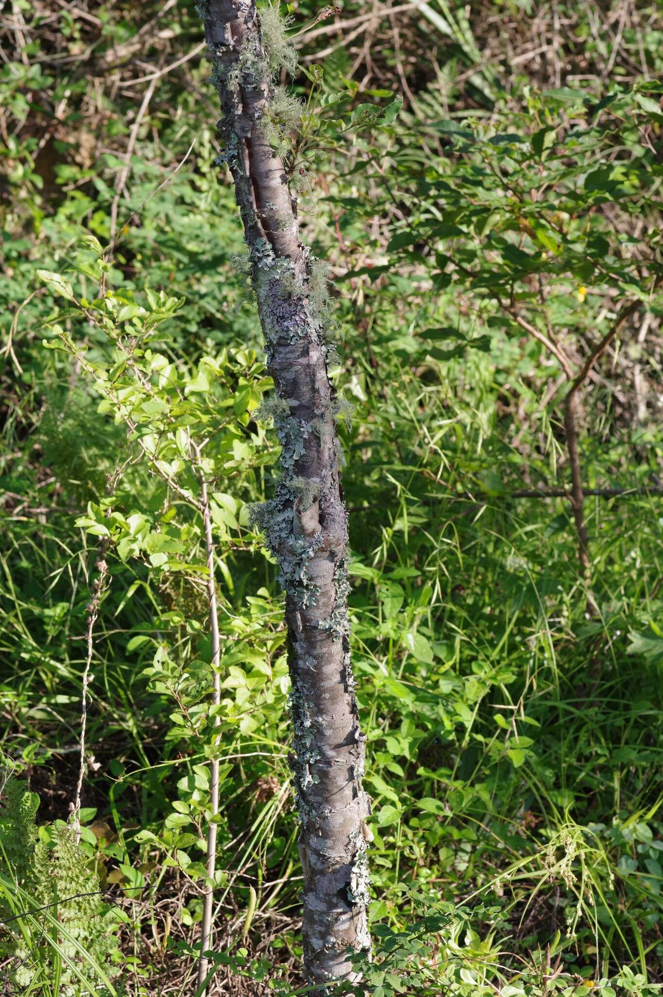 Image of Parsley tree