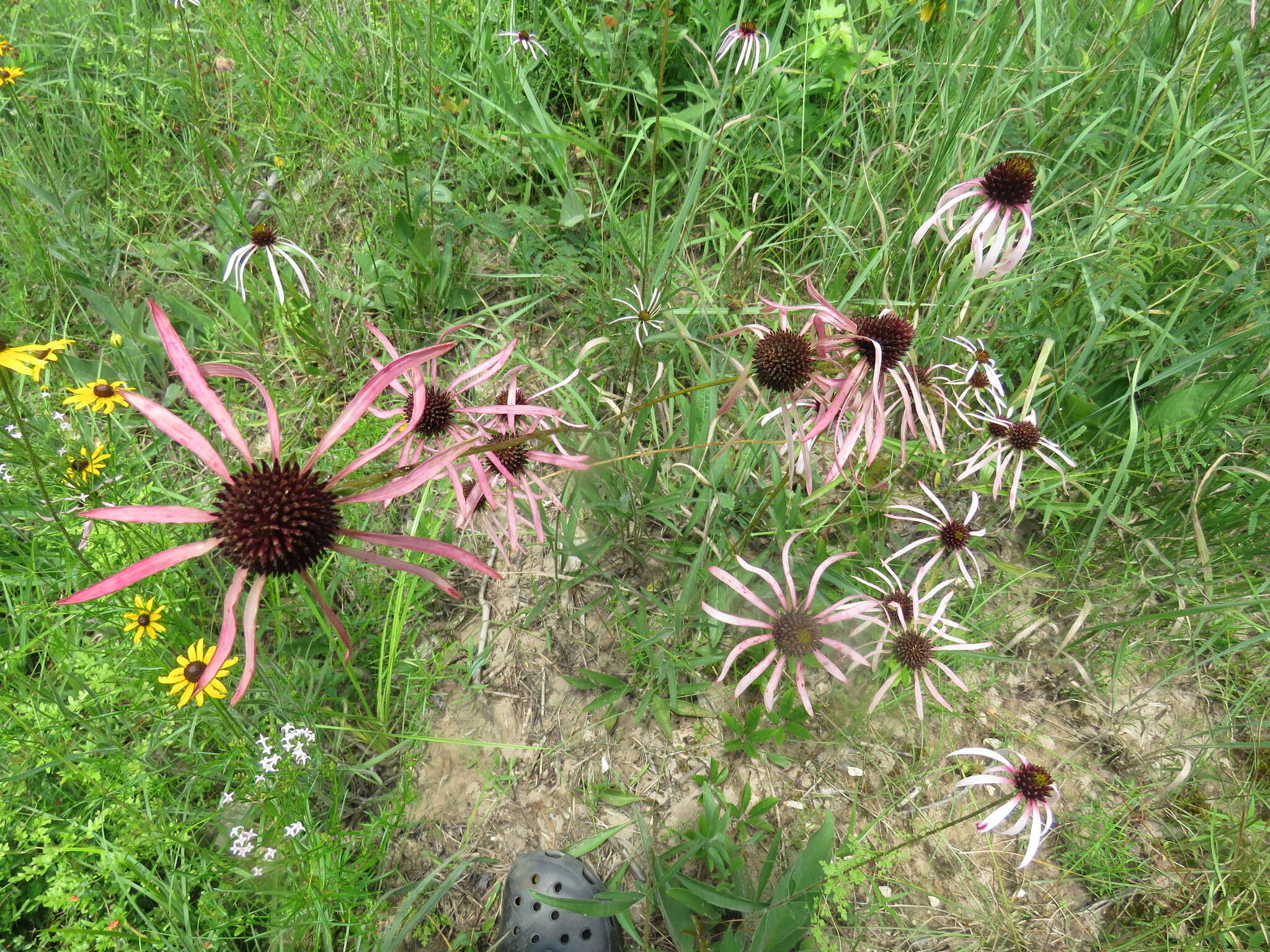 Image of sanguine purple coneflower