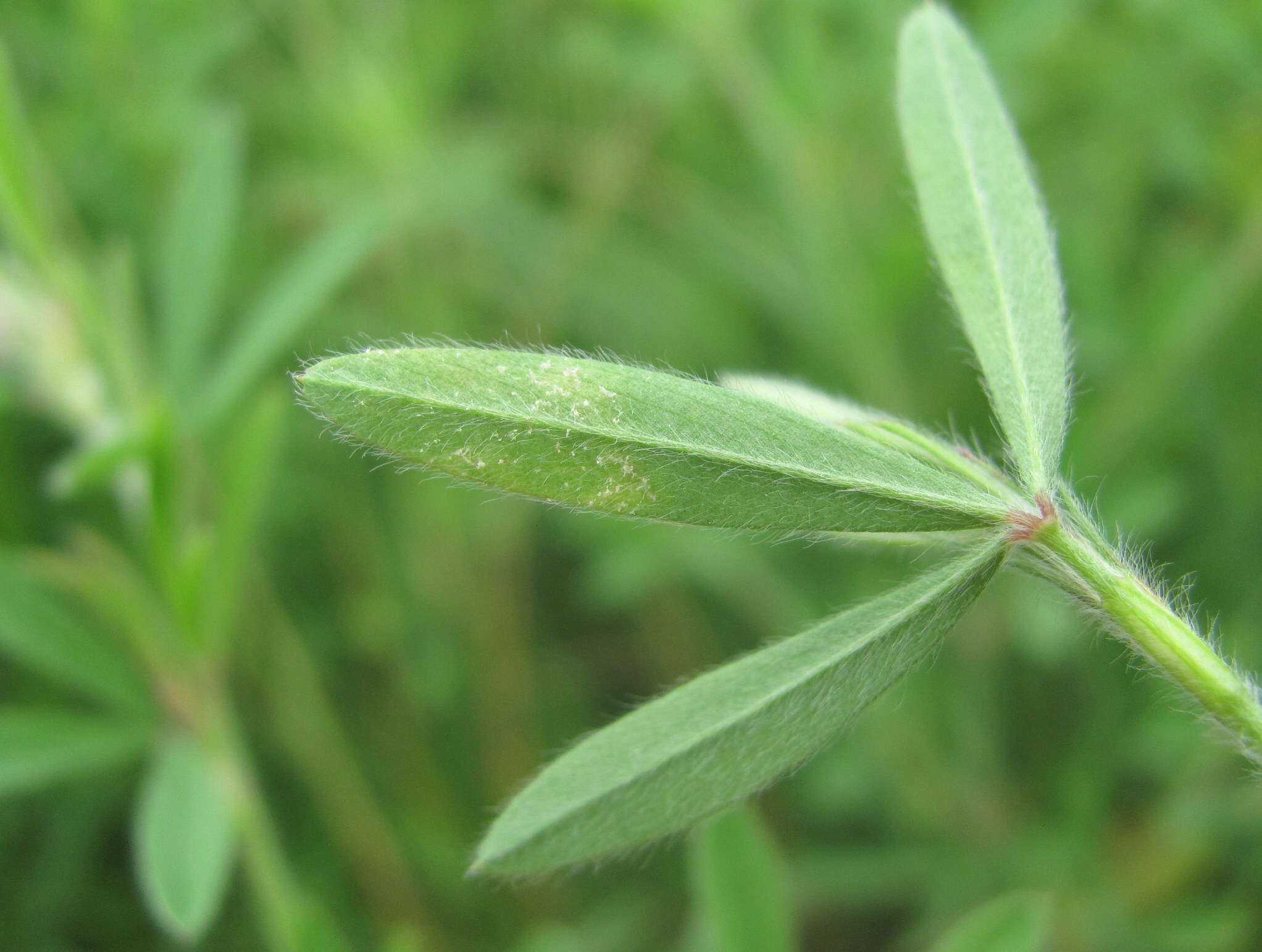 Plancia ëd Peronospora trifolii-arvensis