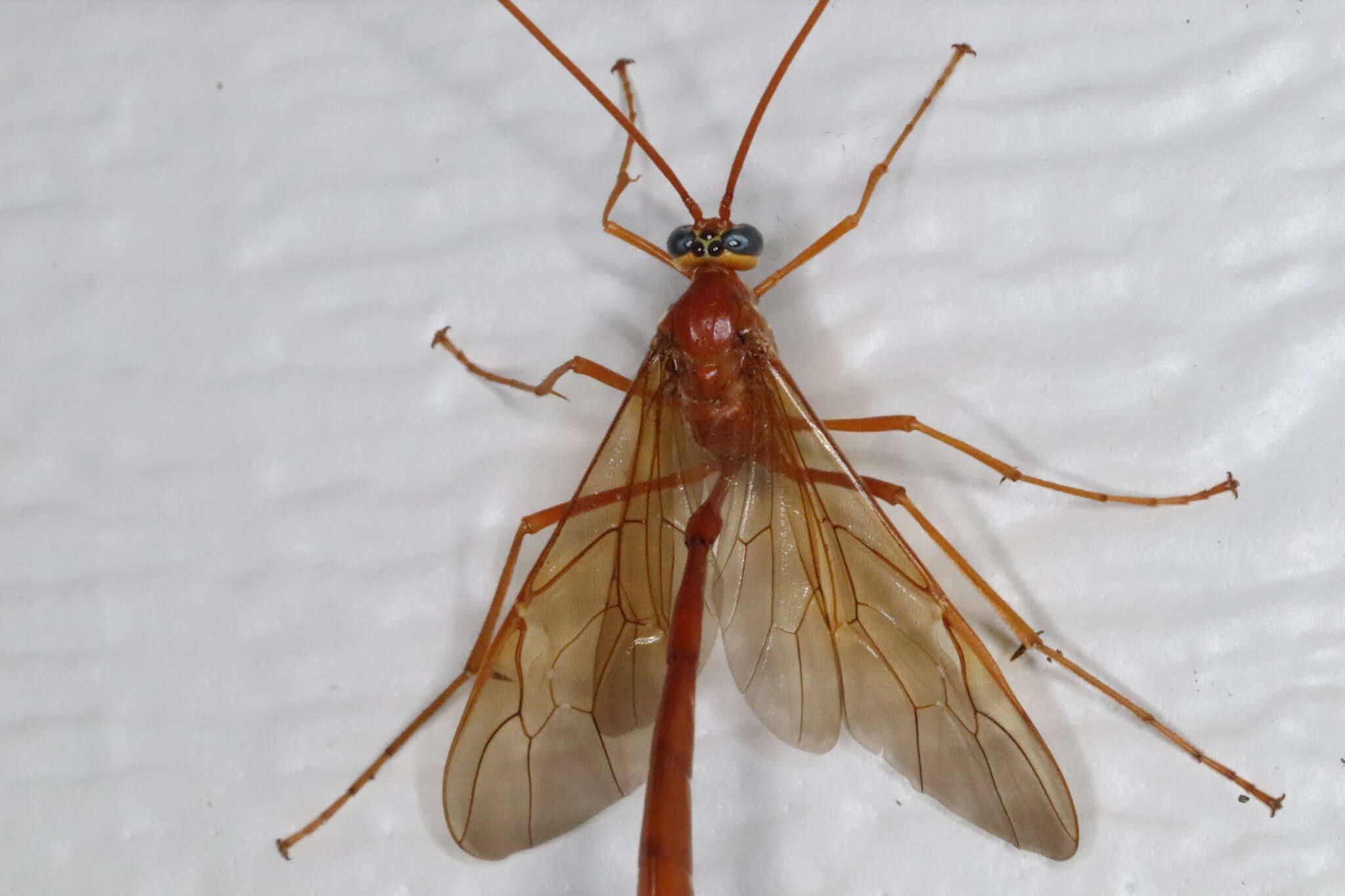 Image of Enicospilus texanus (Ashmead 1890)