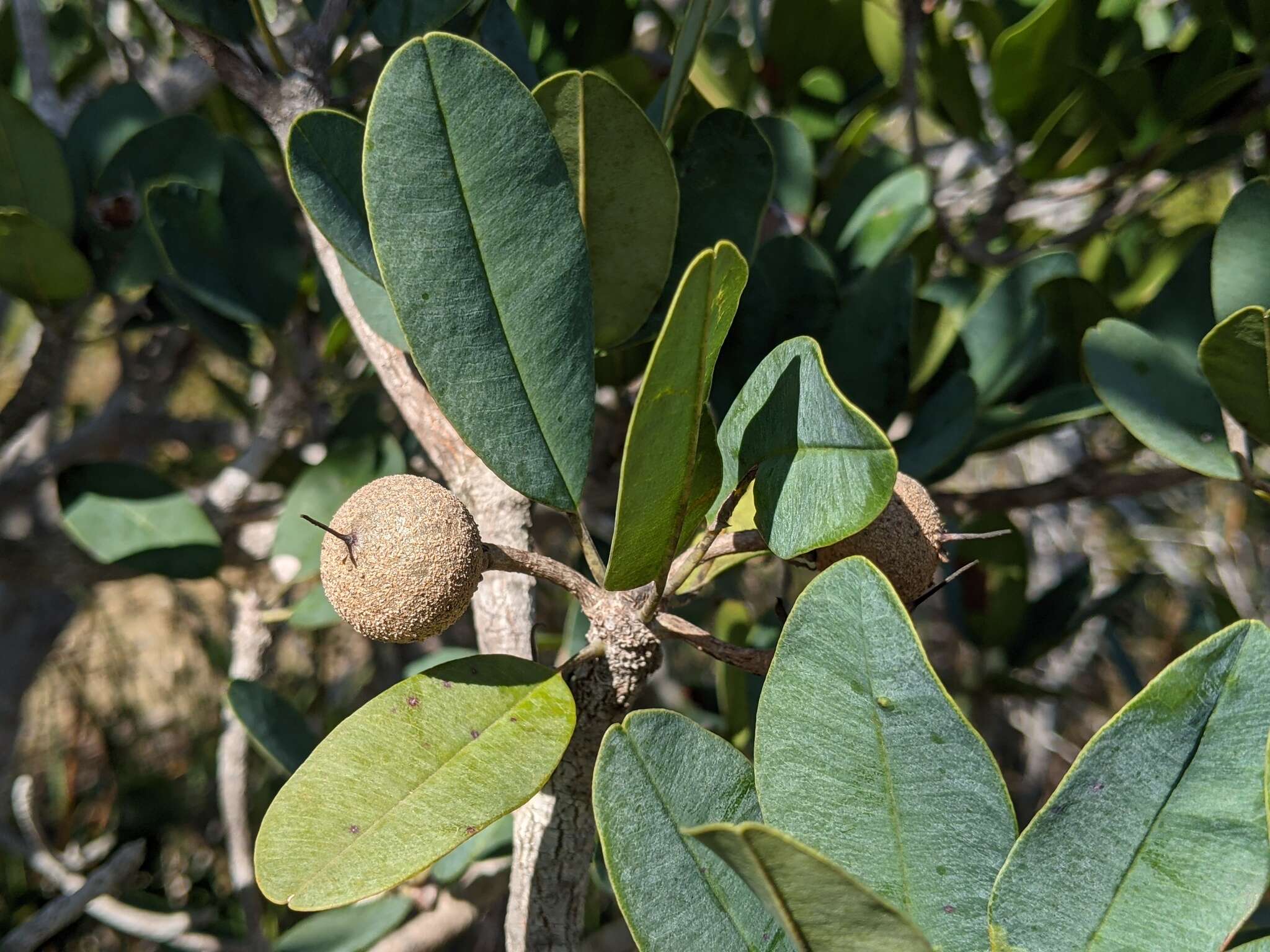 صورة Manilkara jaimiqui subsp. emarginata (L.) Cronquist