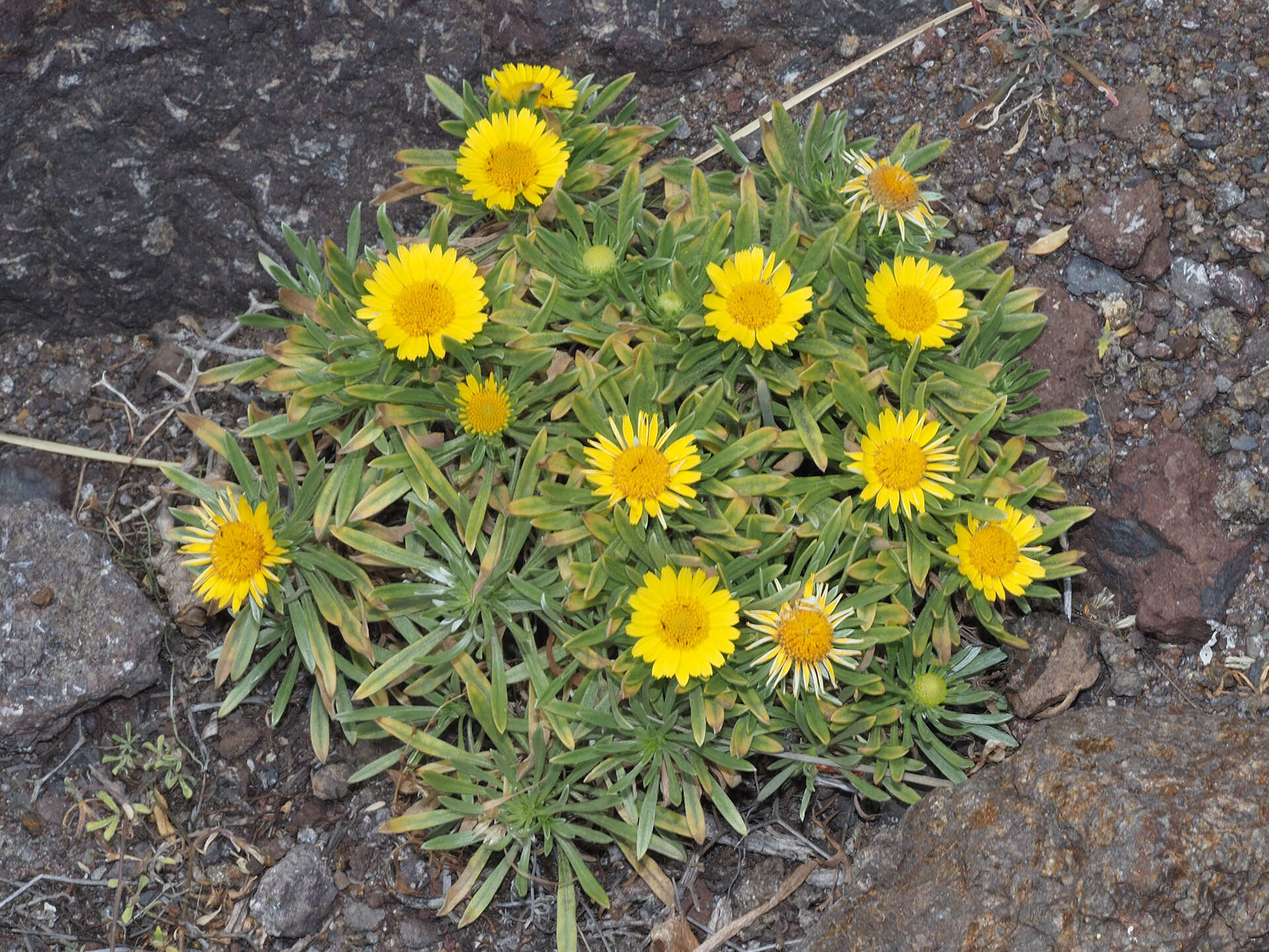 Image of Asteriscus graveolens subsp. stenophyllus (Link) W. Greuter