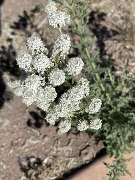 Image of Lepidium thurberi Wooton