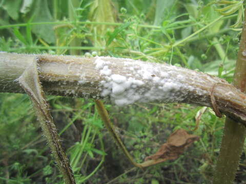 Image of Sclerotinia sclerotiorum (Lib.) de Bary 1884