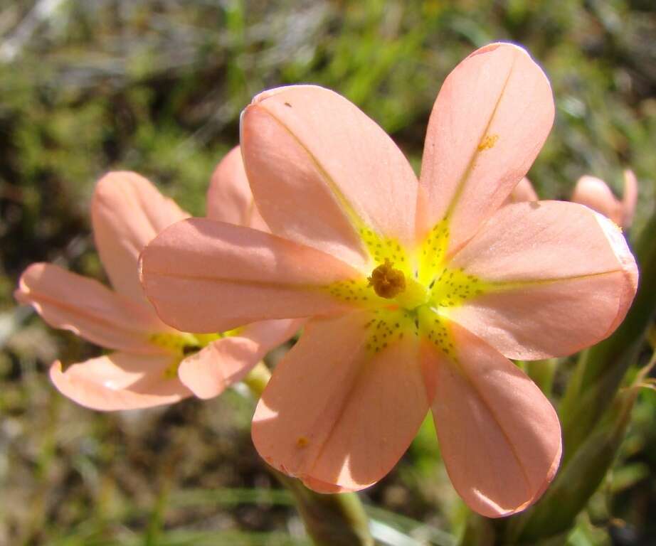 Moraea bifida (L. Bolus) Goldblatt resmi