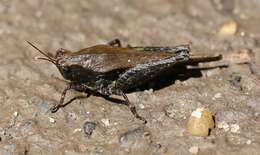 Image of Armored Pygmy Grasshopper