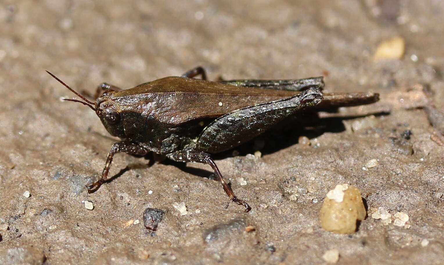 Image of Armored Pygmy Grasshopper