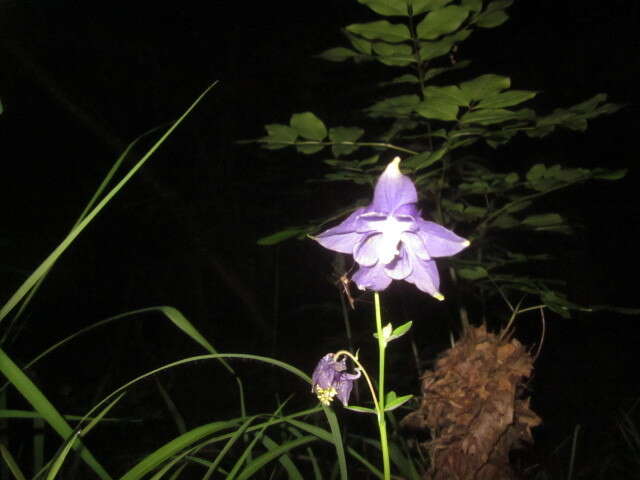 Image of Aquilegia dumeticola Jord.