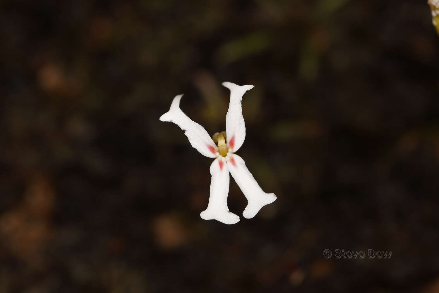 Image of Stylidium emarginatum Sonder