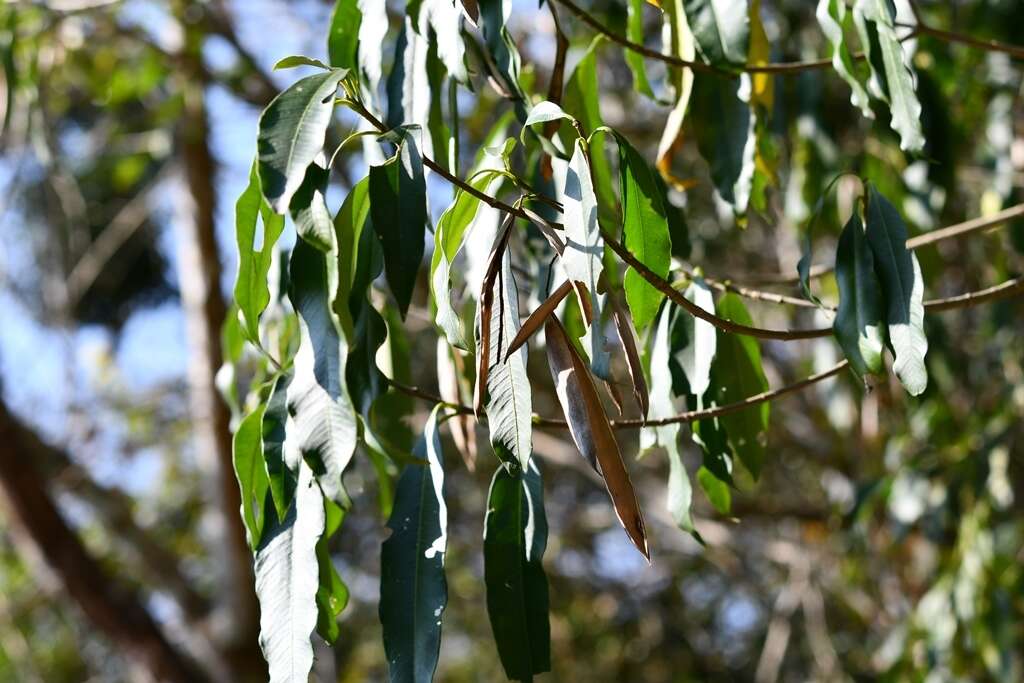 Plancia ëd Tonduzia longifolia (A. DC.) Markgr.