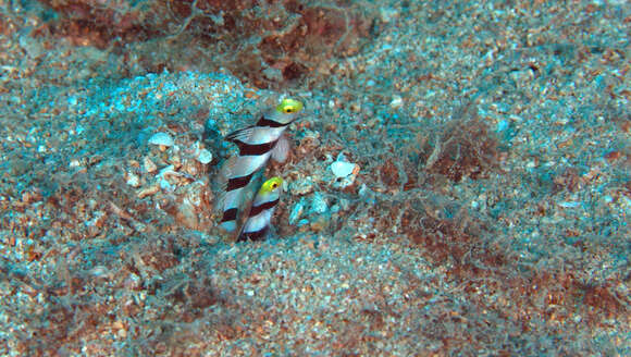 صورة Stonogobiops xanthorhinica Hoese & Randall 1982