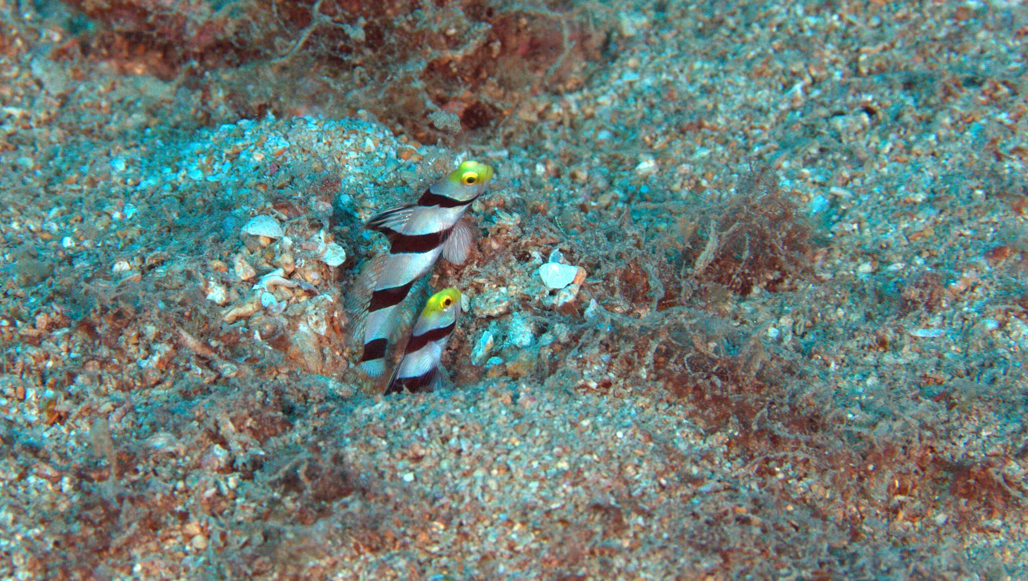 Image of Prawn-goby prawngoby shrimp-goby