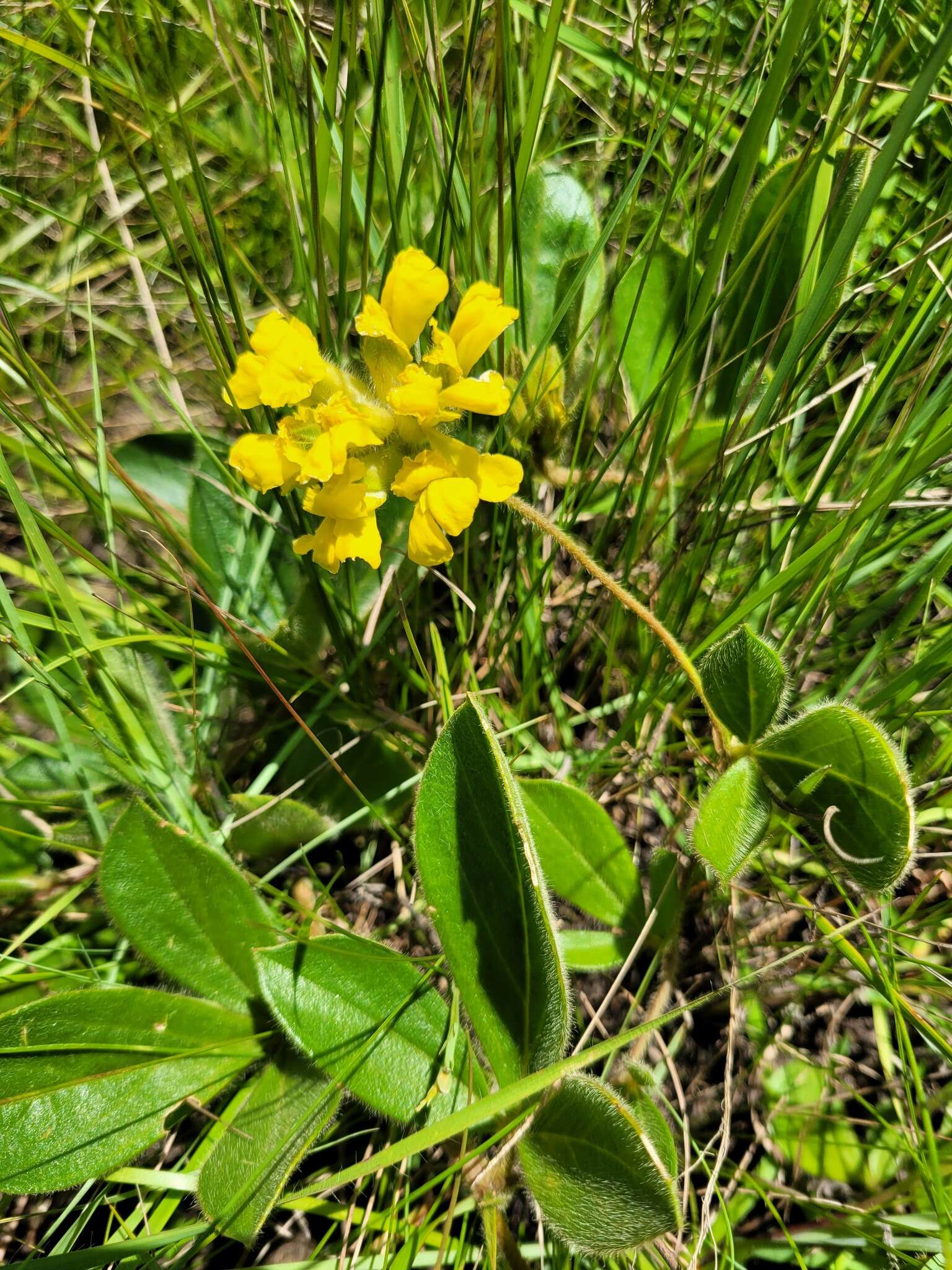 Image de Pearsonia obovata (Schinz) Polhill