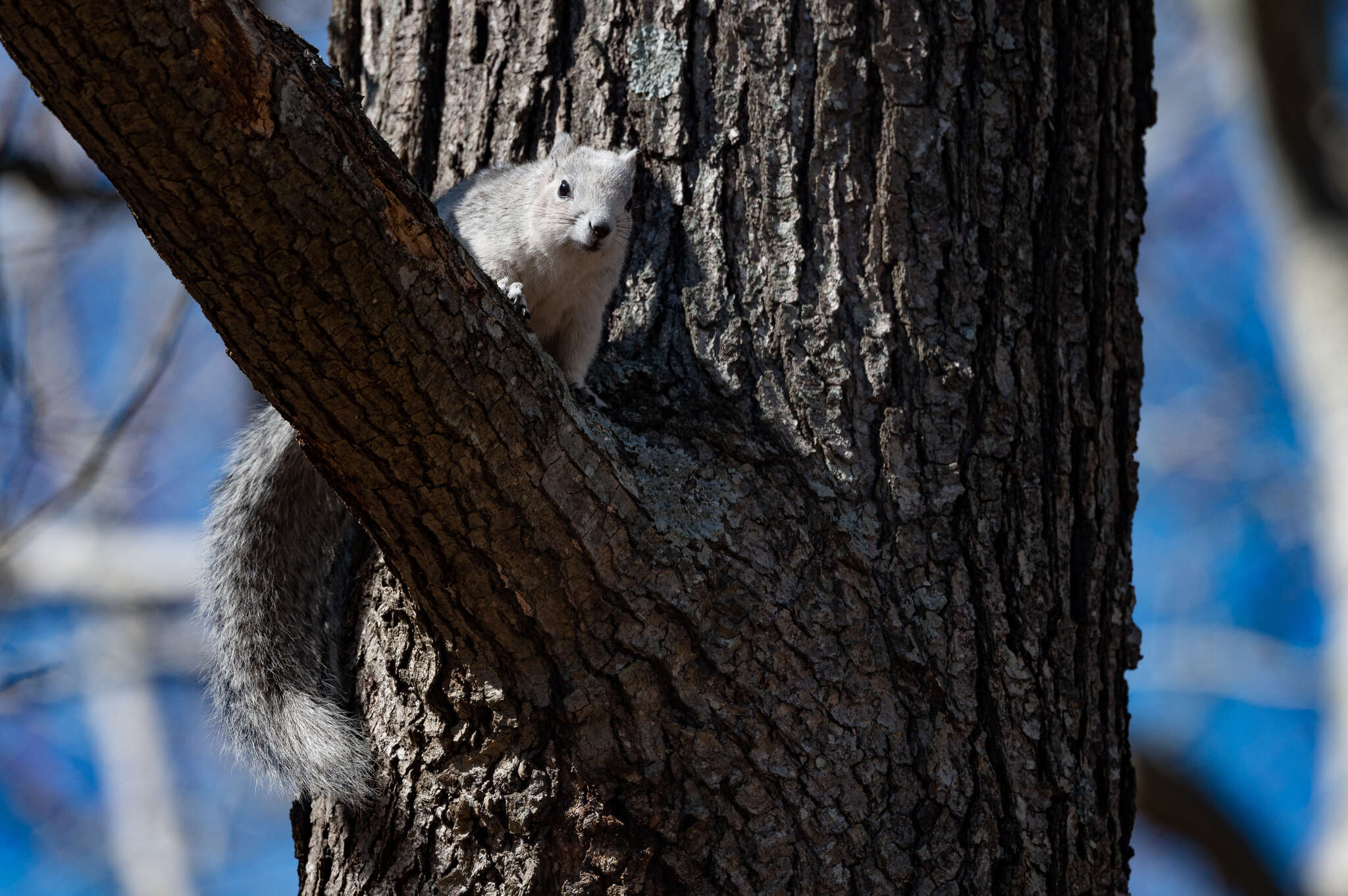 Image of Delmarva Peninsula fox squirrel