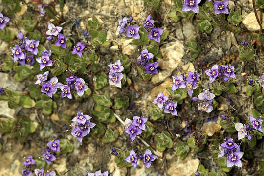 Image of Copeland's speedwell