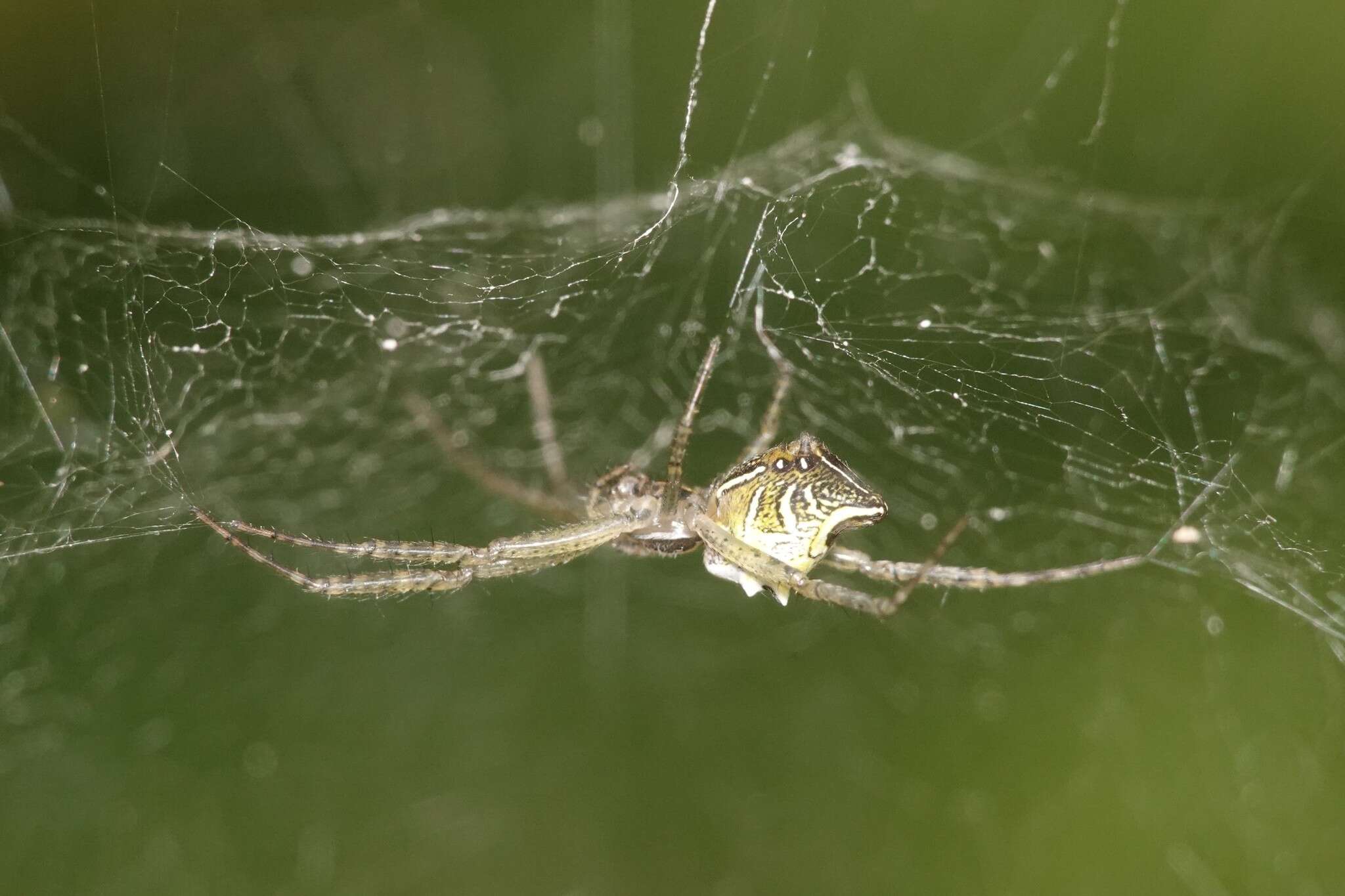 Image of Cyrtophora cicatrosa (Stoliczka 1869)