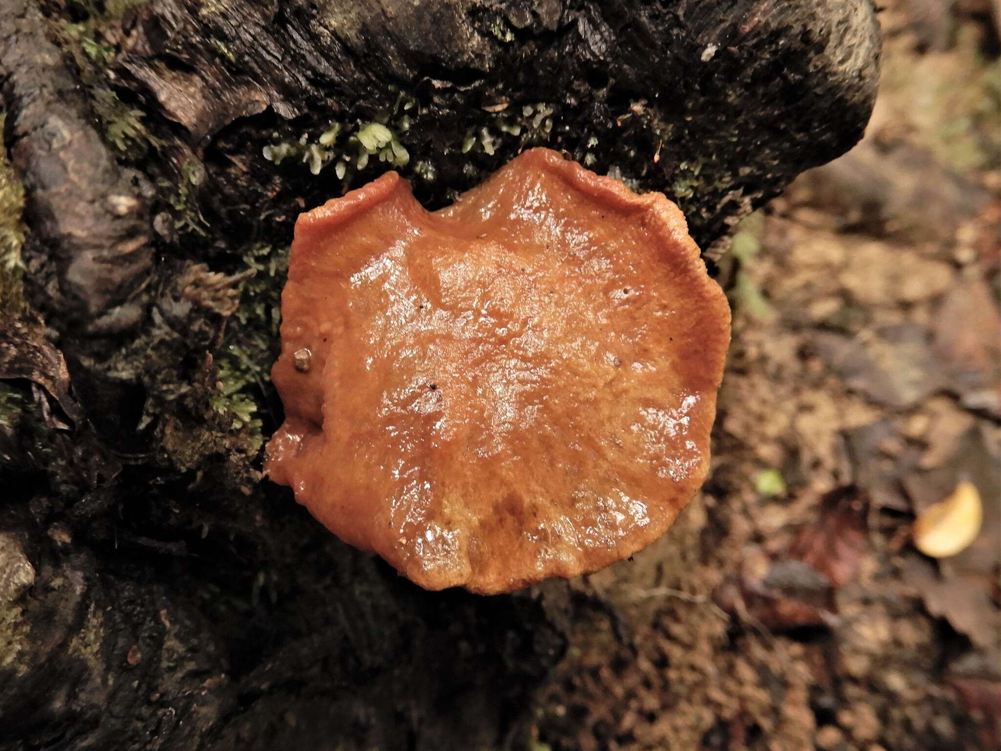 Image of Chalciporus aurantiacus (McNabb) Pegler & T. W. K. Young 1981