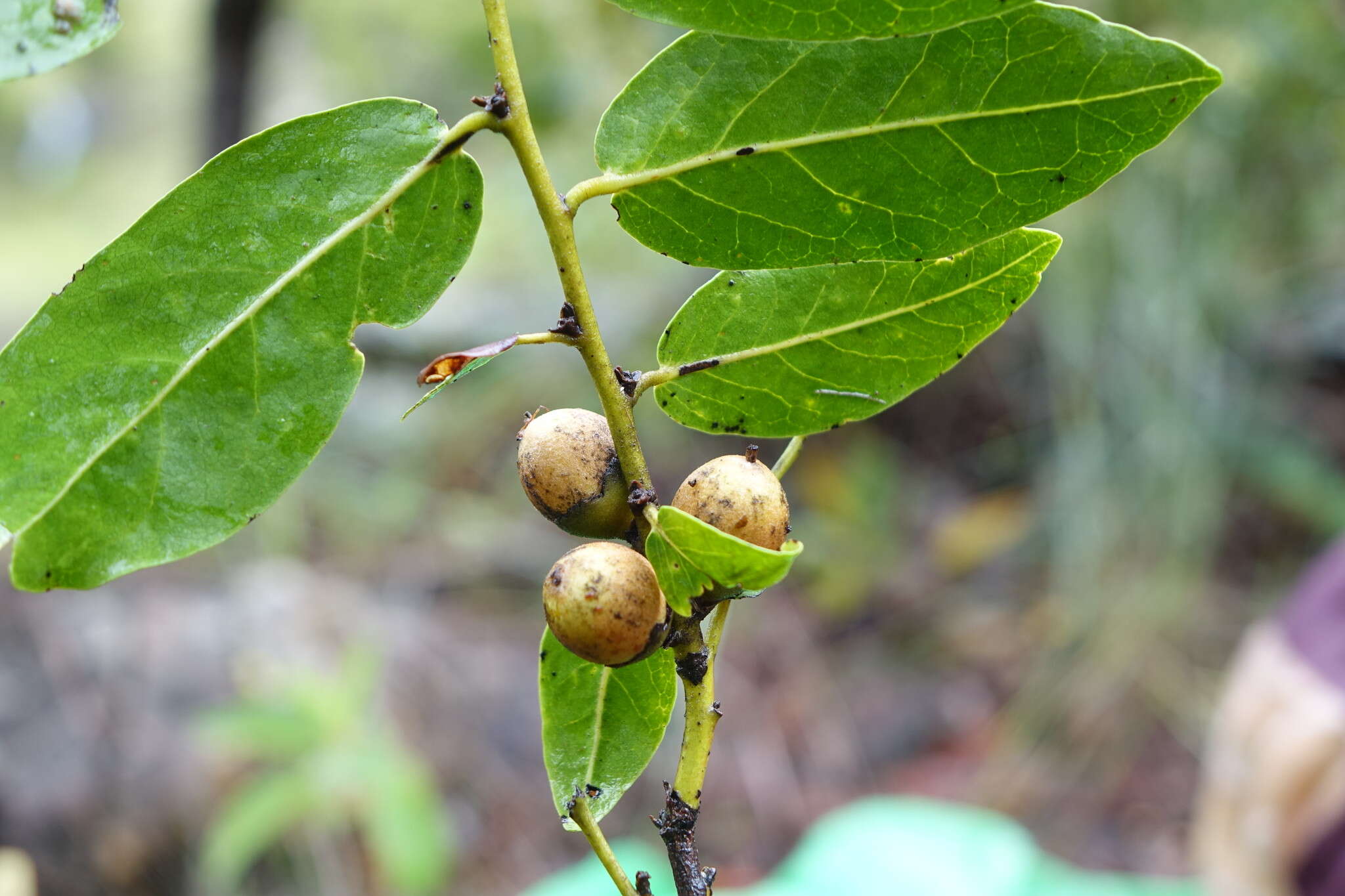 Sivun Diospyros cinnamomoides H. Perrier kuva