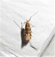 Sivun Phyllonorycter mariaeella (Chambers 1875) kuva