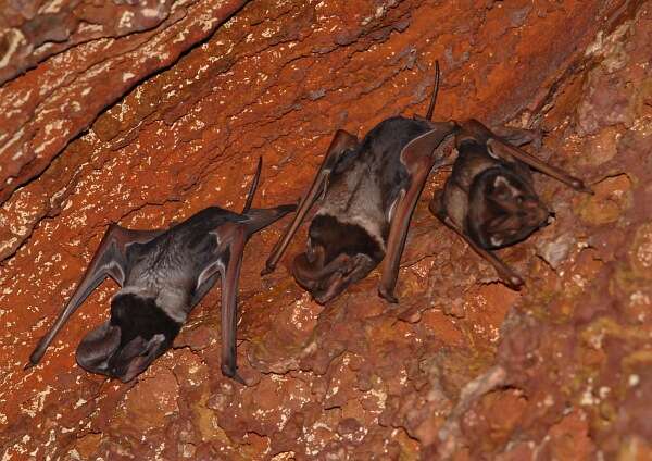 Image of Wroughton's Free-tailed Bat