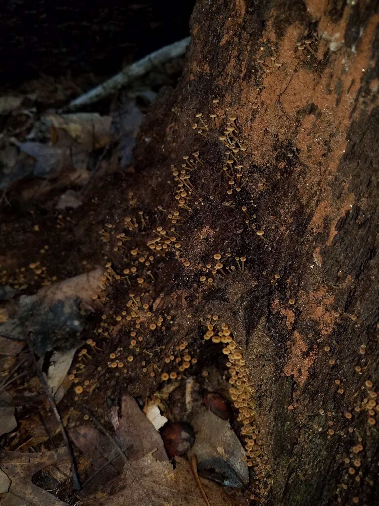 Image of Xeromphalina kauffmanii A. H. Sm. 1953