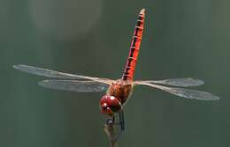 Image of Coastal Glider