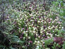 Image of California pitcherplant