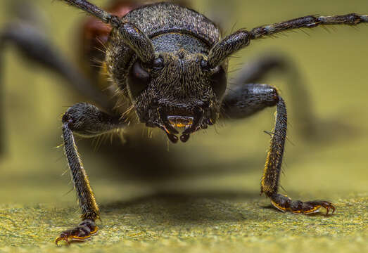 Image of grey-coated longhorn beetle