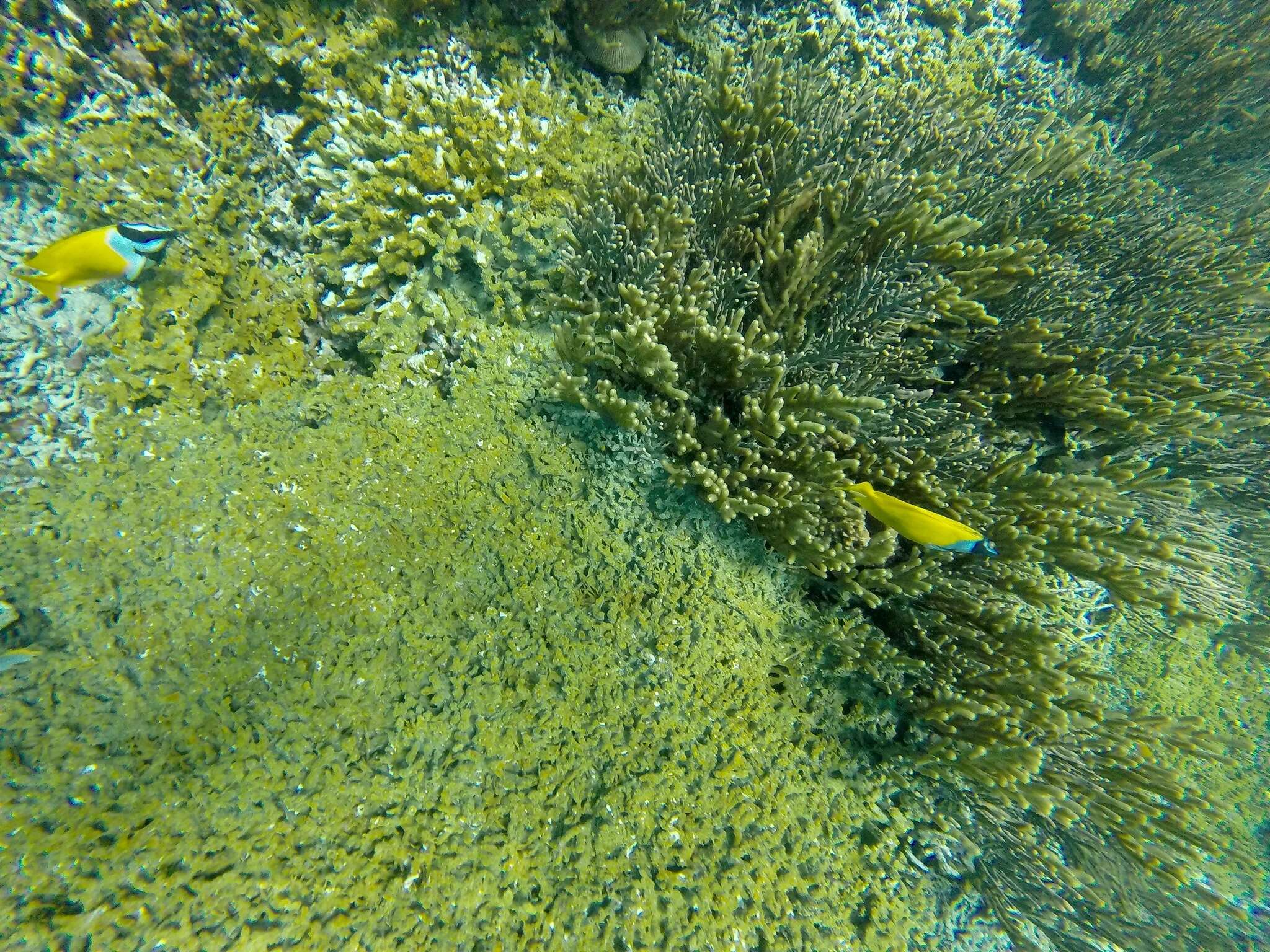 Image of Foxface rabbitfish