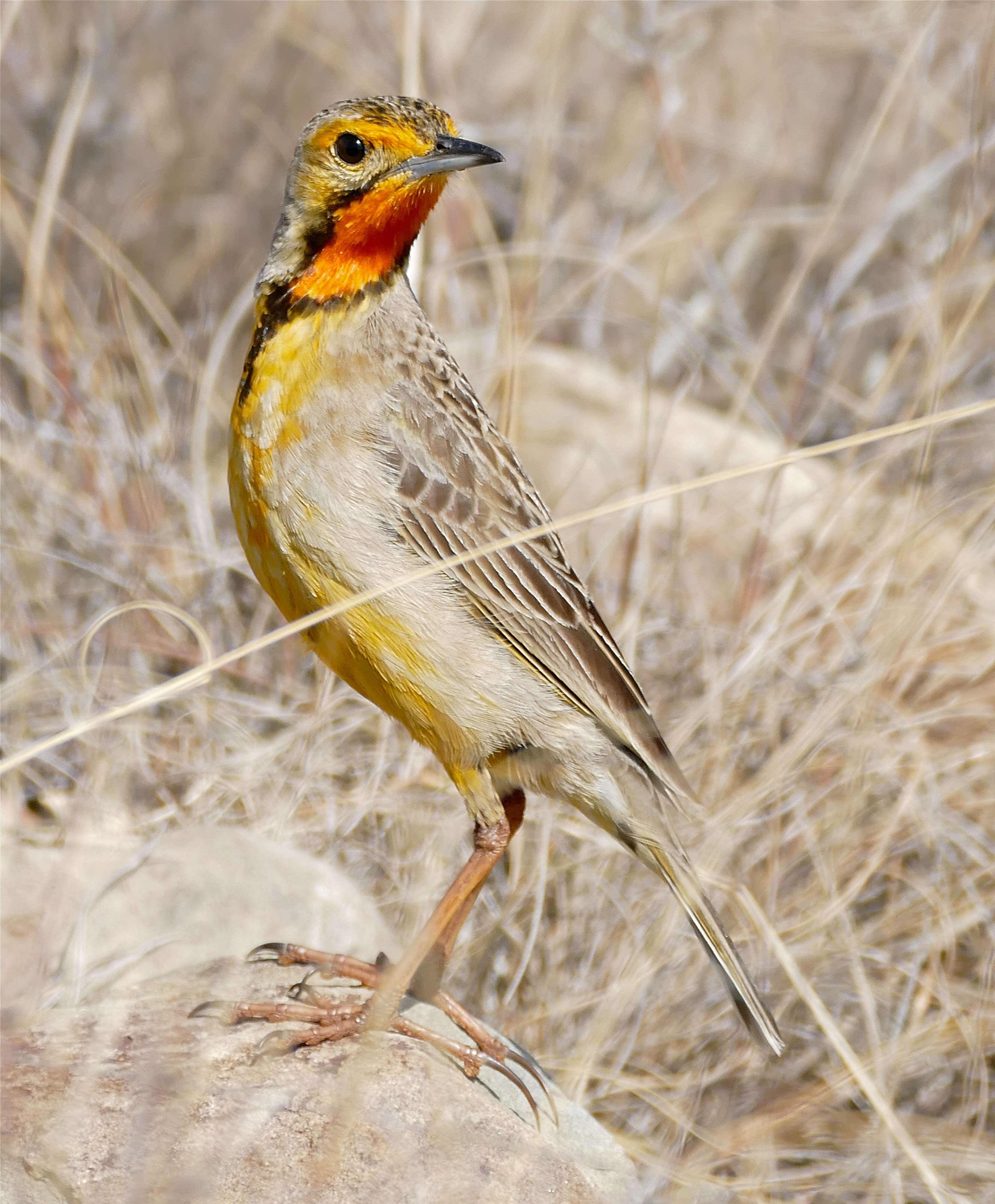 Image of Cape Longclaw